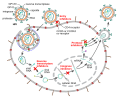 4 classes of antiretroviral drugs