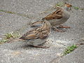 Deutsch: Wilde Haussperlinge (Passer domesticus) im Tierpark Bochum. English: Feral house sparrows (Passer domesticus) in the Tierpark Bochum, Germany.   This file was uploaded with Commonist.