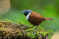 78 White-bibbed Babbler 0A2A3060 uploaded by JJ Harrison, nominated by Iifar,  21,  0,  0