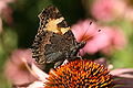 * Nomination Aglais urticae --Korall 09:09, 13 August 2009 (UTC) * Promotion DOF is a little shallow, but good capture. Maedin 09:30, 13 August 2009 (UTC)