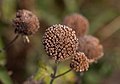 * Nomination Bee balm seedhead in Brooklyn Botanic Garden. --Rhododendrites 04:52, 10 October 2017 (UTC) * Promotion Good and pleasant quality. -- Ikan Kekek 07:25, 10 October 2017 (UTC)