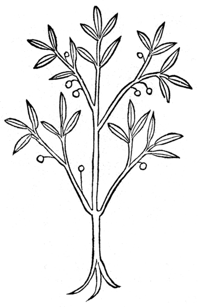 File:Cassia lignea.png