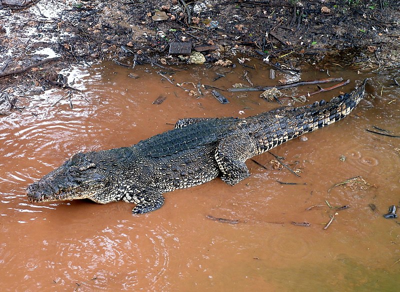 File:Crocodylus Rhombifer.JPG