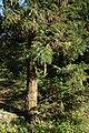 Young tree trunk, PAN Botanical Garden in Warsaw, Poland