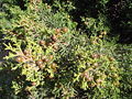 Juniperus phoenicea subsp. turbinata, Cádiz, Spain