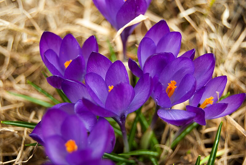 File:Purple crocus.jpg