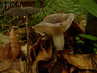 Russula cyanoxantha