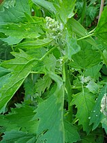 stem and leaves