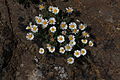 Erigeron compositus