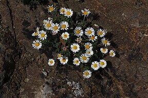 Erigeron compositus