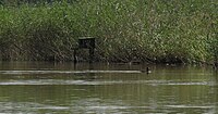 Čeština: Liska černá (Fulica atra) na Hořejším Kařezském rybníce v přírodní památce Kařezské rybníky. Okres Rokycany, Česká republika. English: Eurasian Coot (Fulica atra) at Hořejší Kařezský rybník, Kařezské rybníky natural monument, Rokycany District, Czech Republic. This file was created as a part of the photographic program of Wikimedia Czech Republic. Project: Fotíme Česko The program supports Wikimedia Commons photographers in the Czech Republic.