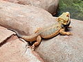 Deutsch: Streifenköpfige Bartagame (Pogona vitticeps) im Fossilium des Tierparks Bochum. English: Central bearded dragon (Pogona vitticeps) in the fossilium of the Tierpark Bochum, Germany.   This file was uploaded with Commonist.