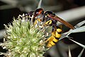 Deutsch: Bienenwolf (Philanthus triangulum) English: Philanthus triangulum