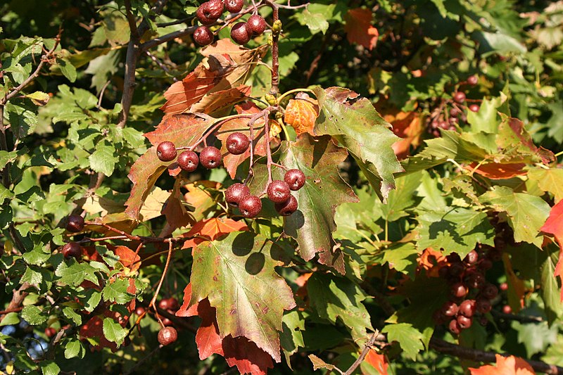 File:Sorbus torminalis Weinsberg 20070929 4.jpg