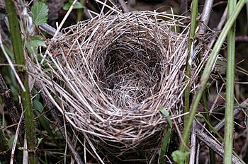 Muscicapidae nests (cat.)