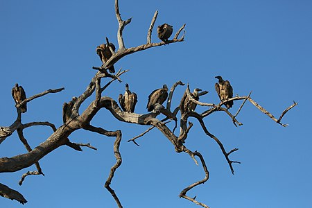 Vultures in their habitat