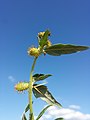 Stem with leaves, spines and flower baskets