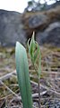 Calochortus lyallii in Icicle Canyon, Chelan County Washington