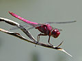 Dragonfly, Brasil