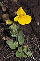 Mimulus guttatus