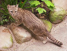 Español: Gato Montés English: Geoffroy's Cat