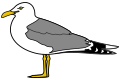 Seagull close.svg