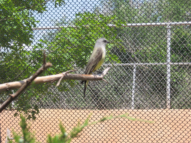 File:WesternKingbirdOKCZoo.JPG