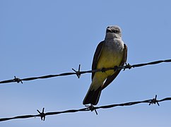 Western Kingbird (33898041044).jpg