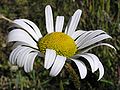 * Nomination Ox-eye daisy --Tony Wills 08:57, 25 December 2007 (UTC) * Promotion exposure is right on the limit any more and the petals at 10-11 oclock would have lost detail. Gnangarra 14:59, 26 December 2007 (UTC)