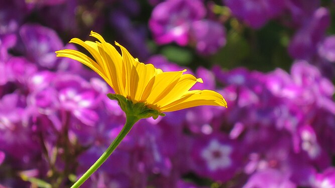 Yellow bloom in the purple garden