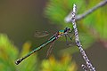 * Nomination Emerald damselfly (Lestes sponsa) female, Coire Loch, Glen Affric --Charlesjsharp 08:56, 2 August 2016 (UTC) * Promotion Good quality. --Jkadavoor 09:18, 2 August 2016 (UTC)