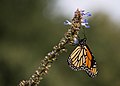 * Nomination Monarch butterfly (Danaus plexippus) in Brooklyn Botanic Garden. --Rhododendrites 01:04, 11 October 2017 (UTC) * Promotion  Support - Good quality, IMO. -- Ikan Kekek 03:36, 11 October 2017 (UTC)