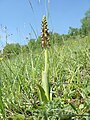 Orchis anthropophora Germany - Hohenlohe