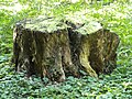 Deutsch: Baumstumpf im Botanischen Garten Bochum. English: Tree stump in the Bochum botanical garden.