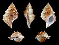 * Nomination Shell of a Philippine marine snail, Bufonaria cristinae --Llez 06:03, 13 December 2012 (UTC) * Promotion  Support --Iifar 09:25, 13 December 2012 (UTC)