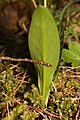 Erythronium oregonum