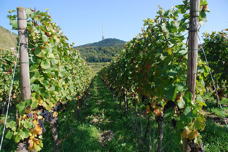 File:Kaiserstuhl Weinreben.JPG