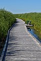 * Nomination Marsh Boardwalk, Point Pelee National Park, Canada. --The Cosmonaut 04:31, 2 February 2021 (UTC) * Promotion  Support Good quality. But: Filename and description are very common and should be better. --XRay 04:43, 2 February 2021 (UTC)