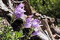 Penstemon davidsonii