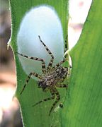 May 31: A female Selenops geraldinae Corronca eating a fly and guarding her egg sac on a bromeliad, Gaspar Grande Island, Trinidad and Tobago.