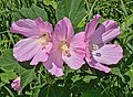 * Nomination Swamp rose-mallow (Hibiscus moscheutos). --The Cosmonaut 04:31, 2 February 2021 (UTC) * Promotion  Support Good quality. --XRay 04:43, 2 February 2021 (UTC)