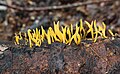 * Nomination Calocera cornea --Holleday 19:08, 4 December 2012 (UTC) * Promotion Good quality. --Poco a poco 20:34, 4 December 2012 (UTC)