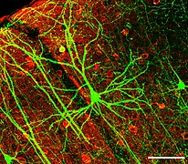 August 3: Coronal section containing the chronically imaged pyramidal neuron “dow” does not stain for GABA.