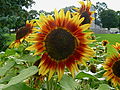 * Nomination: Sunflowers (Helianthus annuus) --Jcart1534 23:07, 19 August 2009 (UTC) * * Review needed