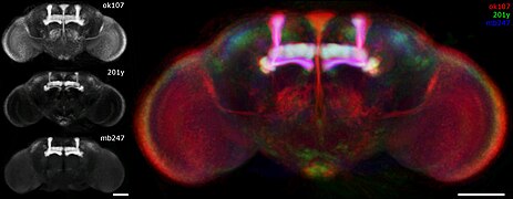 April 13: Gene expression in Drosophila melanogaster. Scale bar: 100 μm.