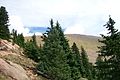 Trees, Pikes Peak, Colorado