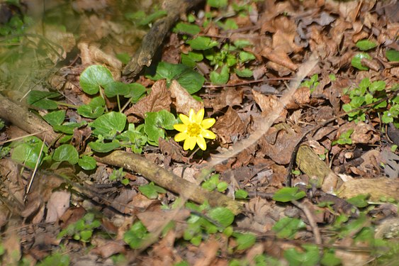 Scharbockskraut, Feigwurz, Ficaria verna