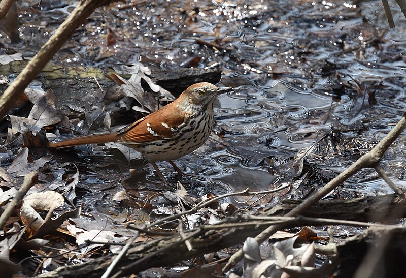 File:Brown Thrasher - 47520969362.jpg