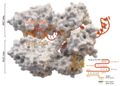 CRISOR-associated protein Cas9