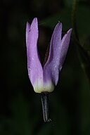 Dodecatheon jeffreyi